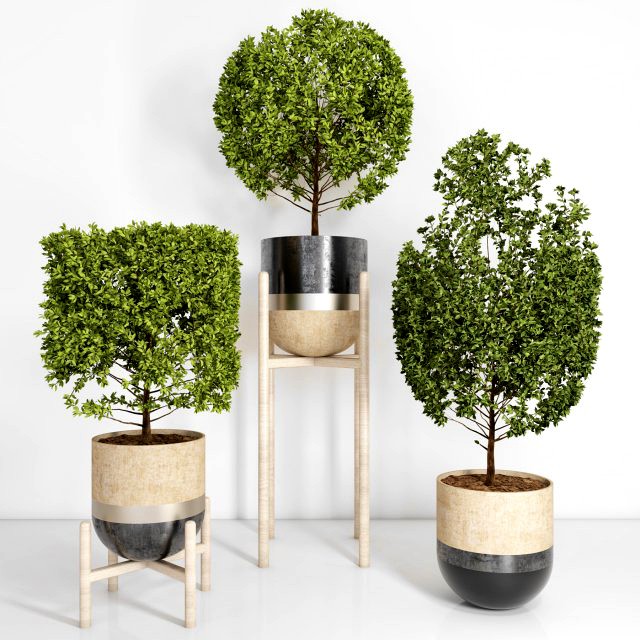 indoor plant 101