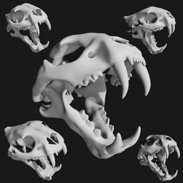 tiger skull