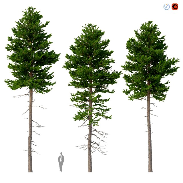 picea abies set 4 - 3 in 1