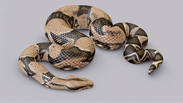 boa constrictor - animated