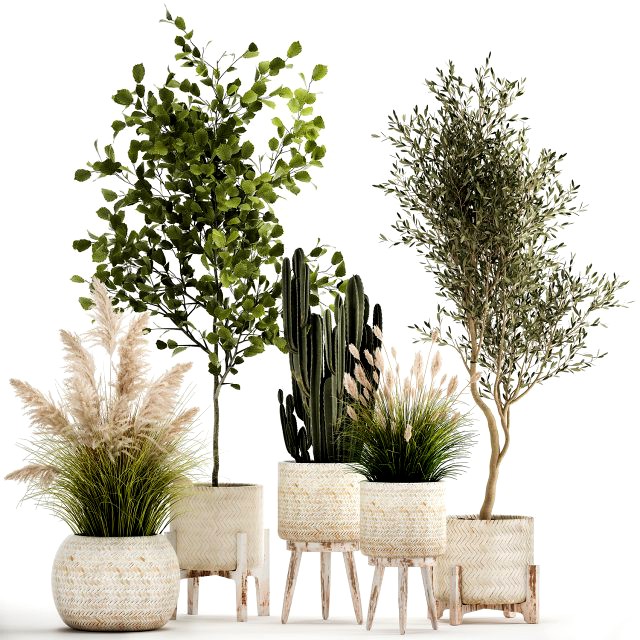 ornamental plants in rattan baskets 1035