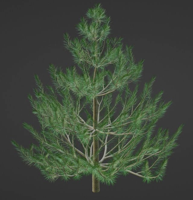 fir spruce pine
