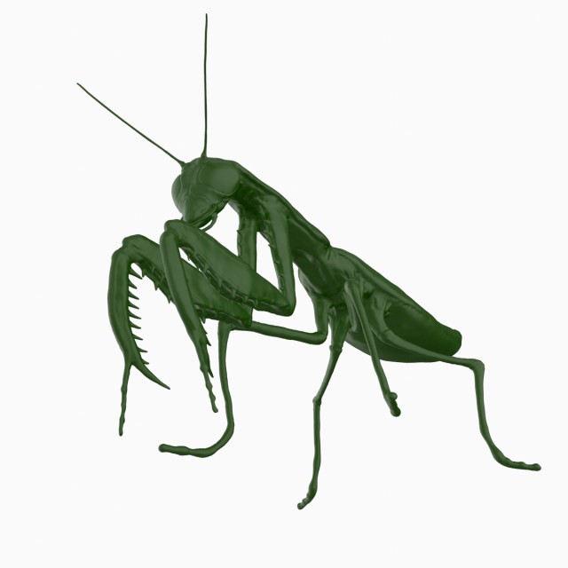 mantis