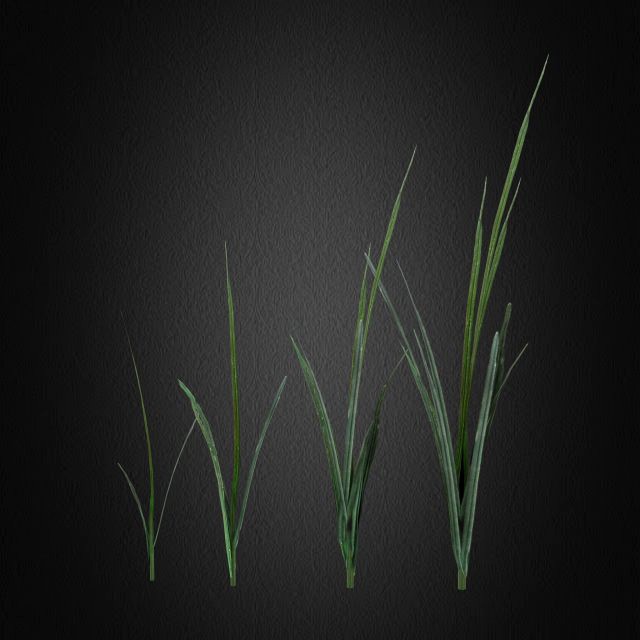 grass 2