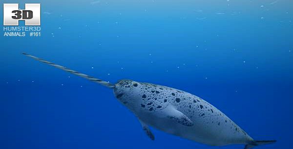 Narwhal 3D Model