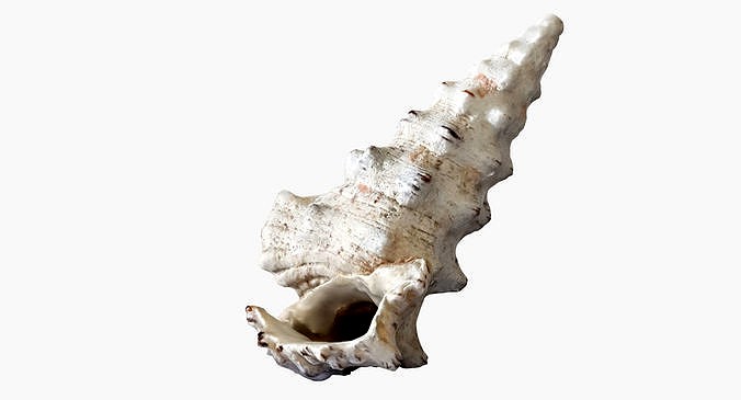 Seashell