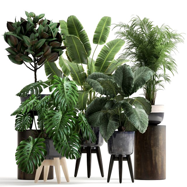 houseplants in a flowerpot for the interior 1023