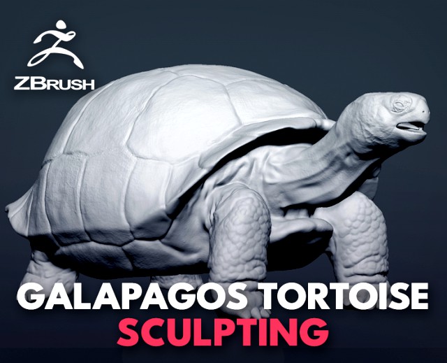 galapagos tortoise - sculpt