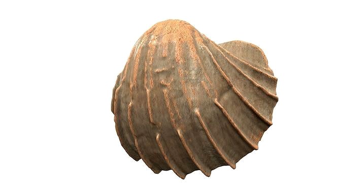 Sea shell p04