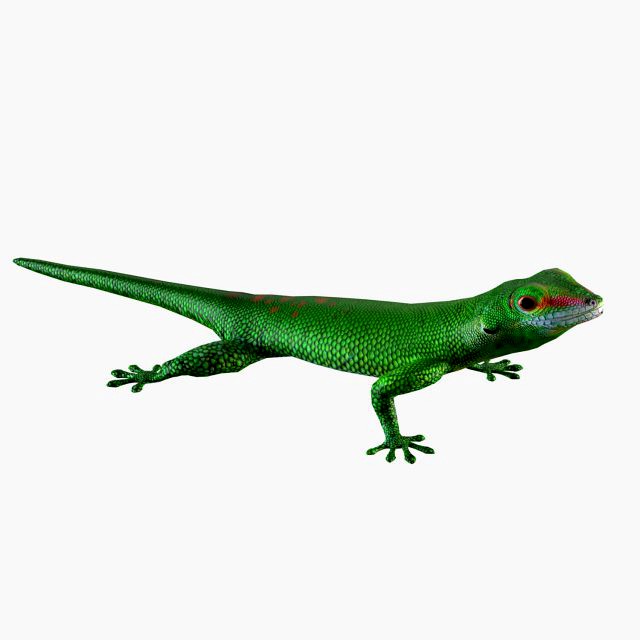 madagascar day gecko