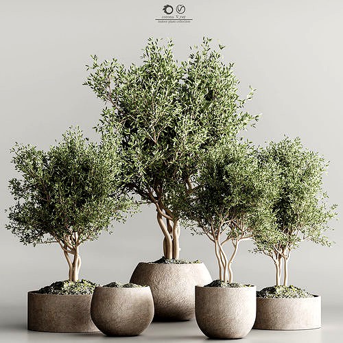 indoor plant collection 61