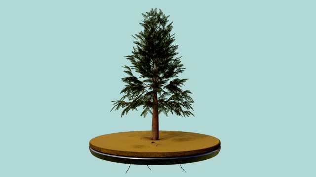 pine tree