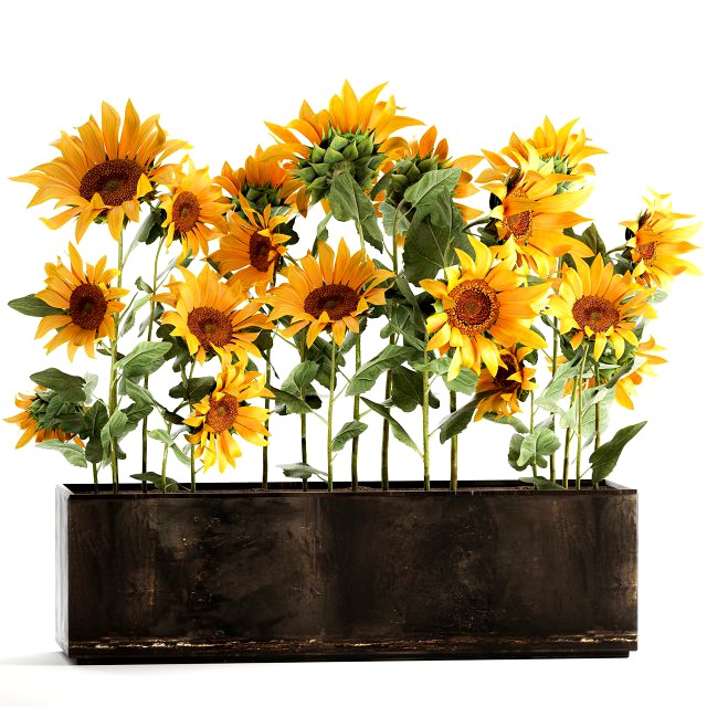 sunflowers in a flowerpot 1021
