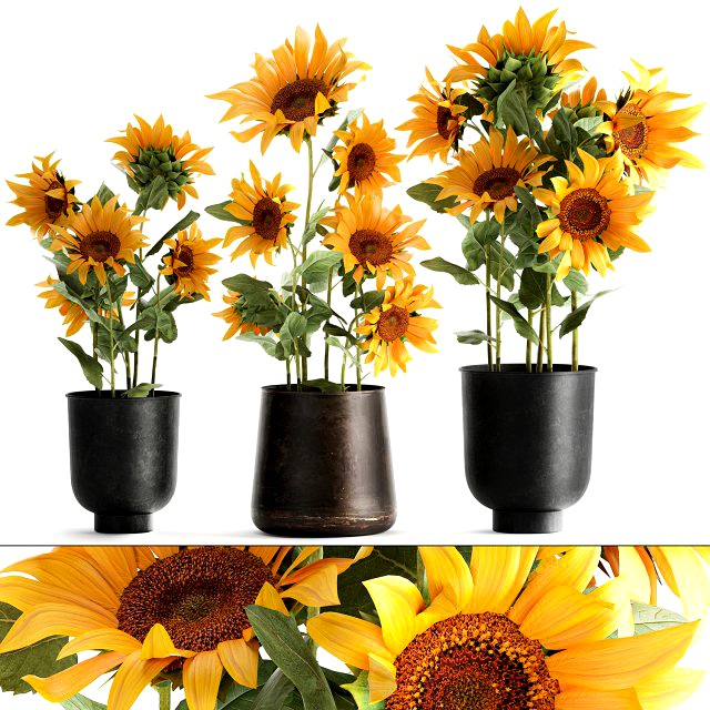 sunflowers in a flowerpot for the interior 1020