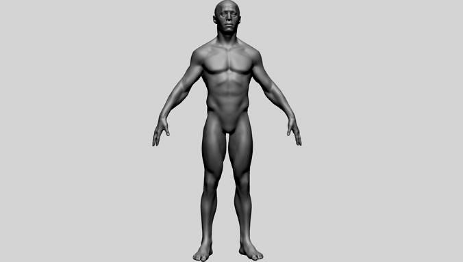 Base Male Anatomy A