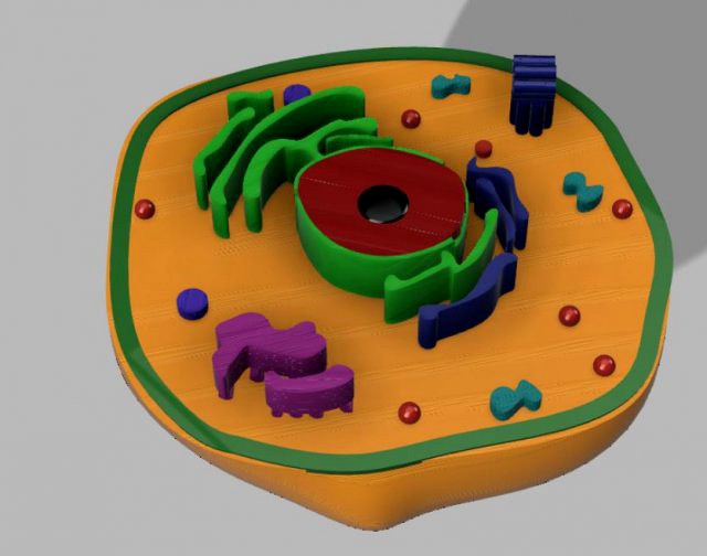 animal cell