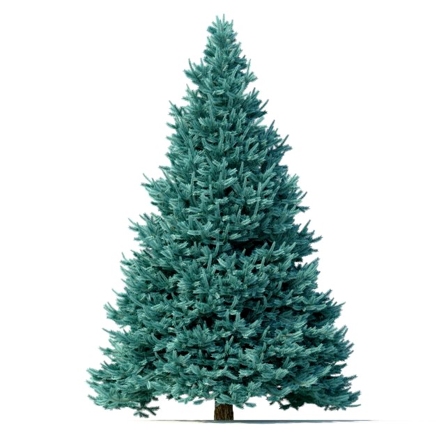 abies no 1