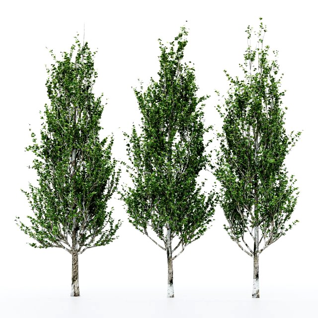 3diffrent tree lombardy poplar 3 trees models in the scene