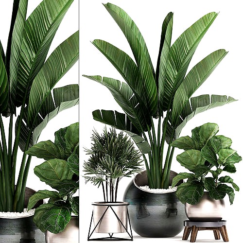 Decorative plants in flower pots for the interior 464