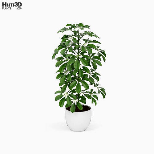 Schefflera