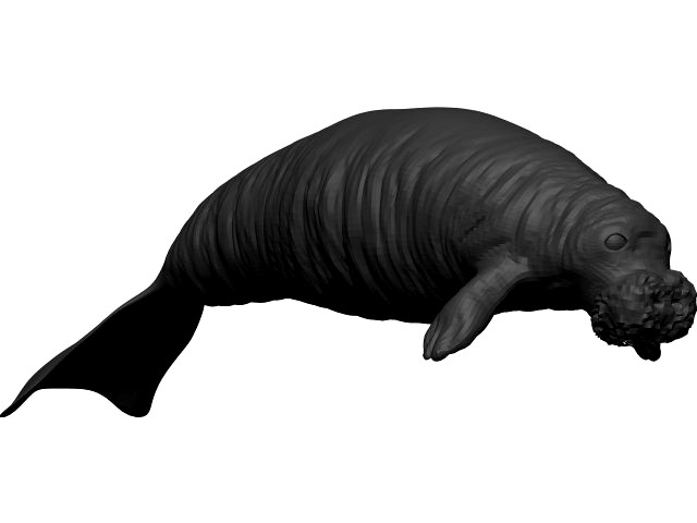 Manatee