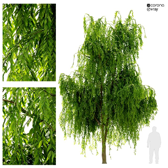 weeping willow1