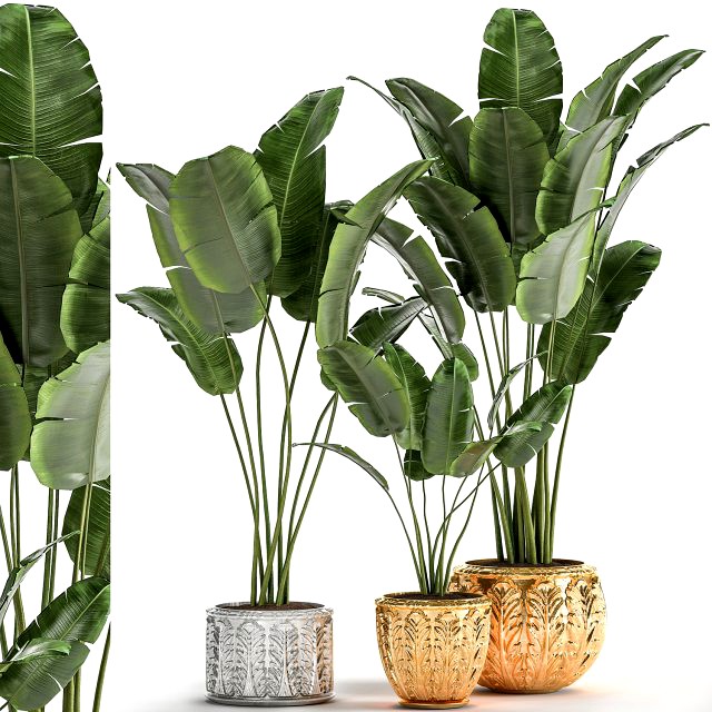 houseplants in a black pot for the interior 1005