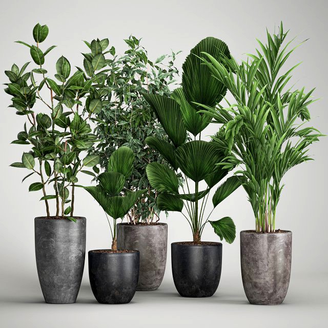 houseplants in a flowerpot for the interior 1003