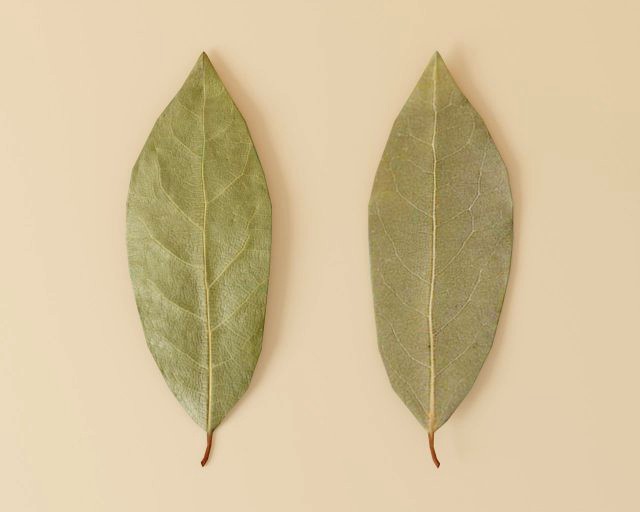 dried bay leaf