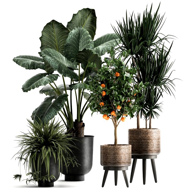 houseplants in a flowerpot for the interior 1002