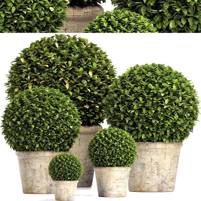 preserved boxwood globe rh - indoor plant 219