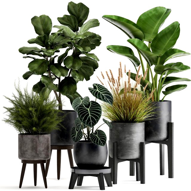 houseplants in a rust flowerpot for the interior 998