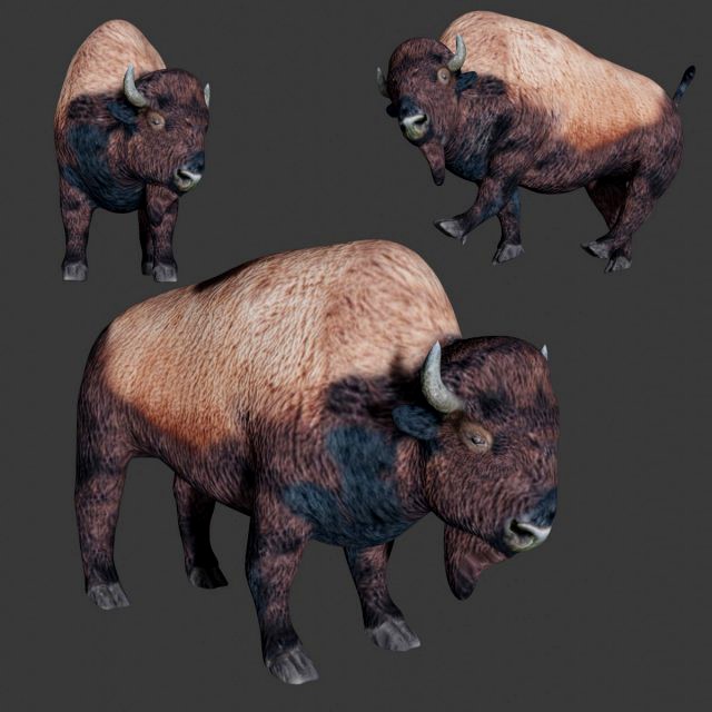 bison