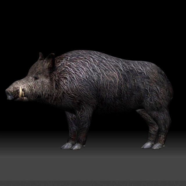 boar