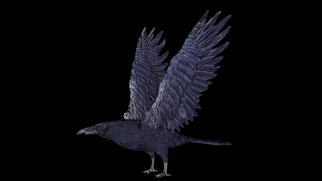 raven black crow bird