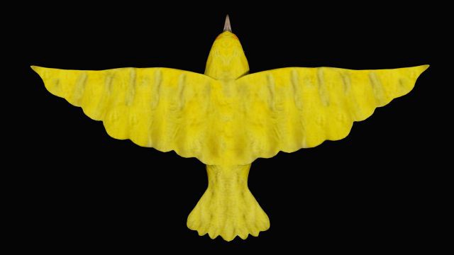 canary yellow bird