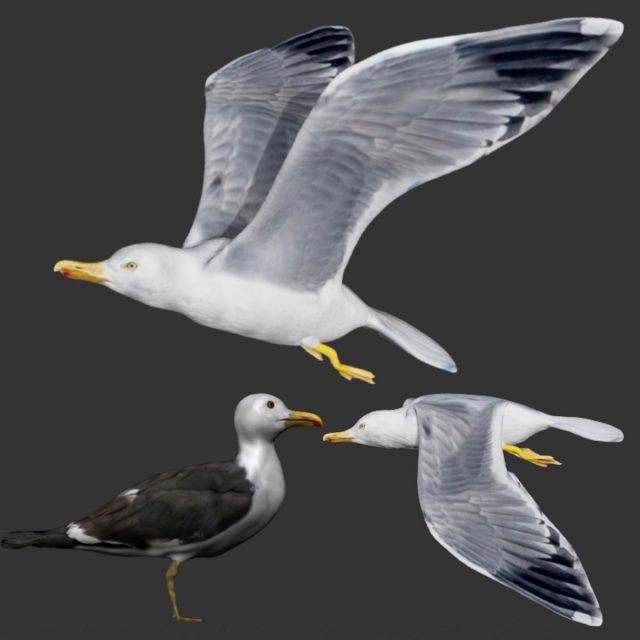 seagull