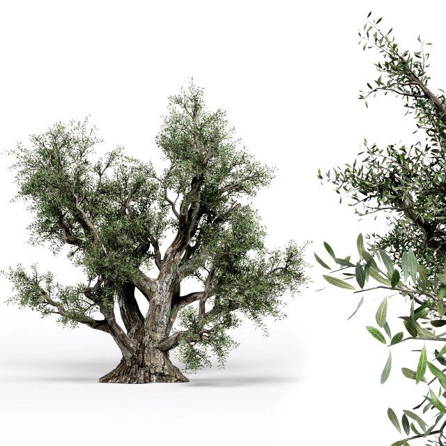 olive tree