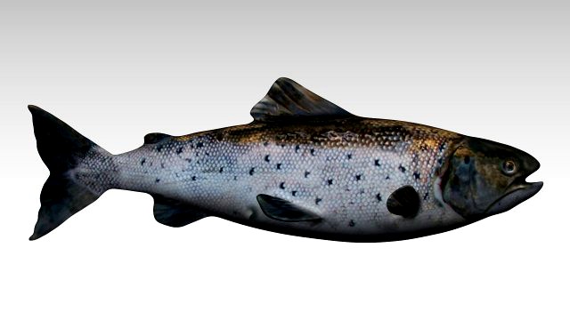 salmon fish