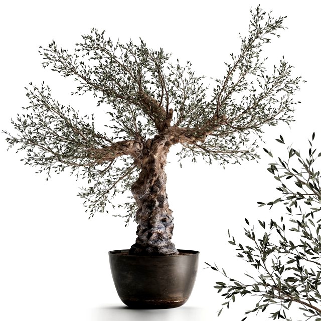 olive tree in a rusty flowerpot for the interior 986