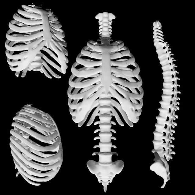 rib cage and rigged spine