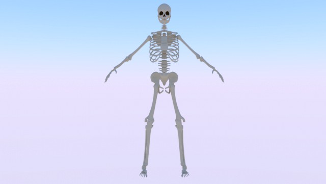 Skeleton of a Man