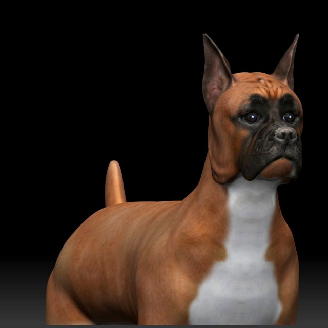 boxer bullmastiff dog