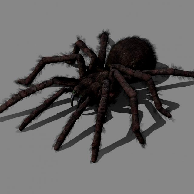 tarantula with animations