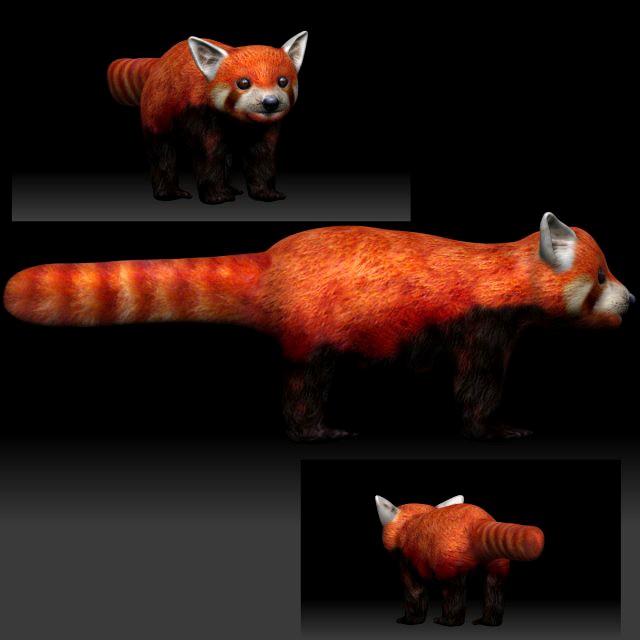 red panda