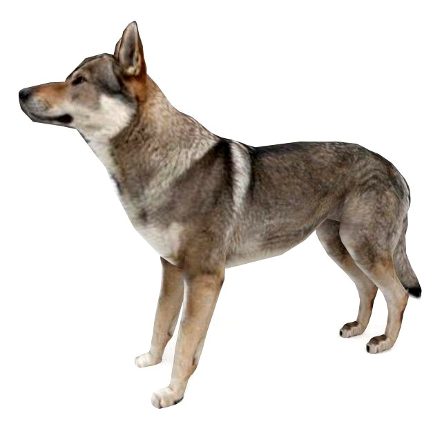 Wolf