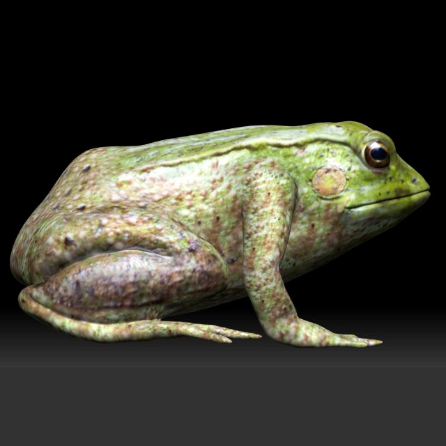 tree frog