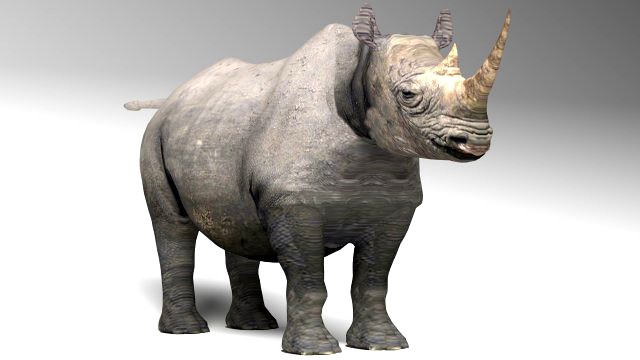 Rhino