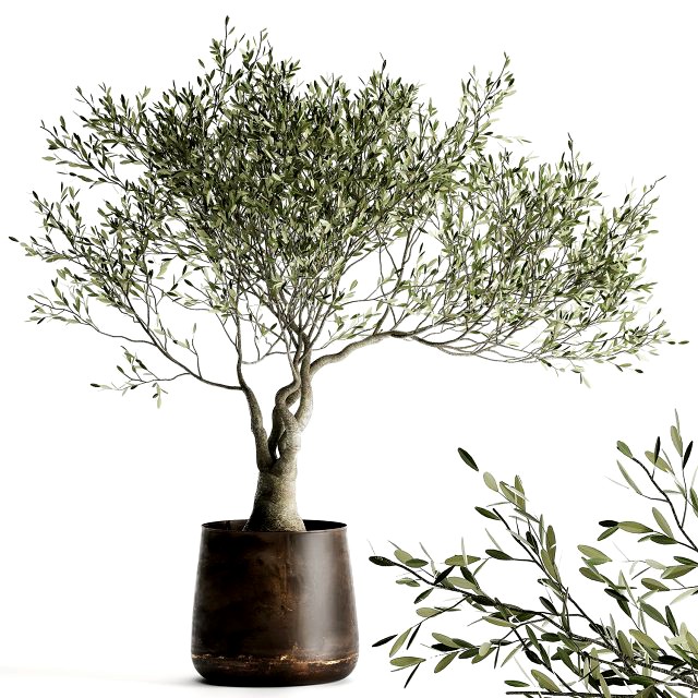 olive tree in a flowerpot for the interior 969