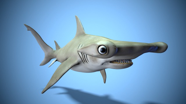 hammerhead shark